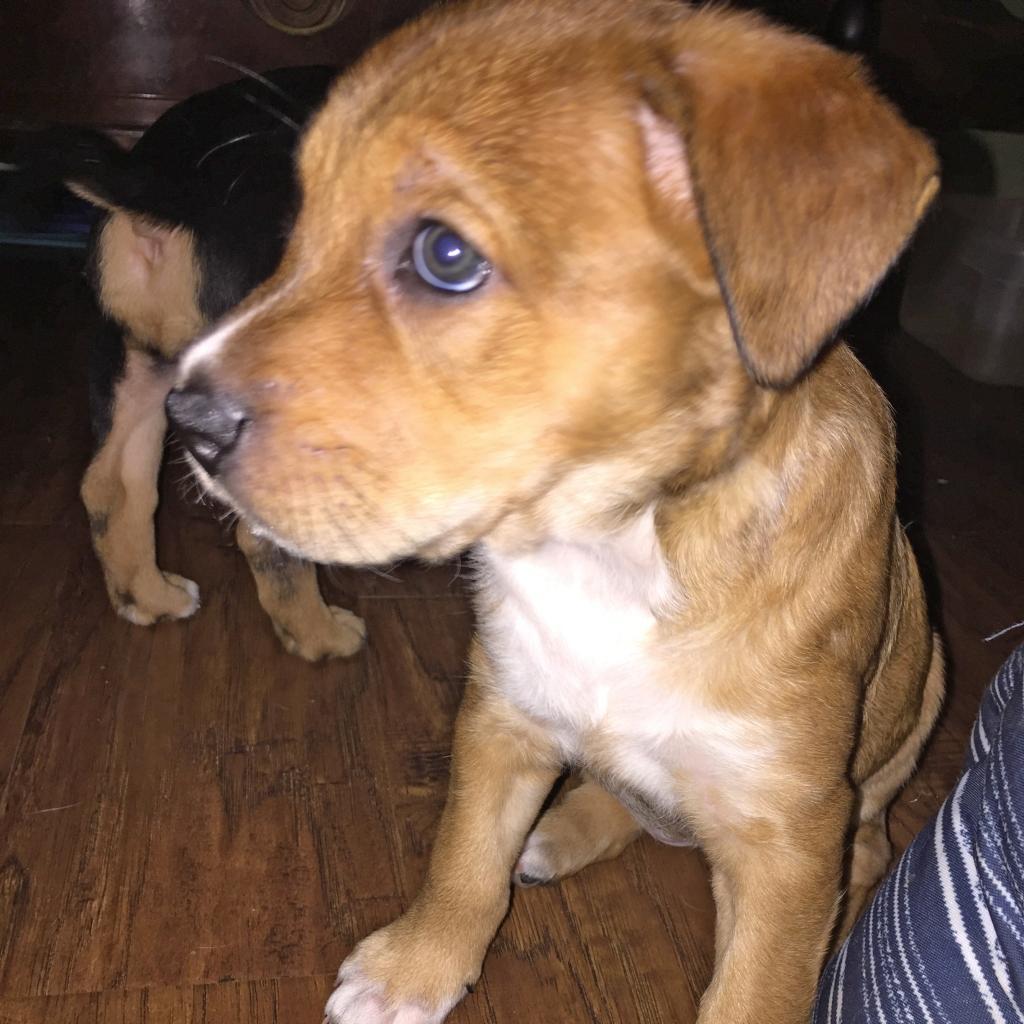 Layla — thumbnail 5