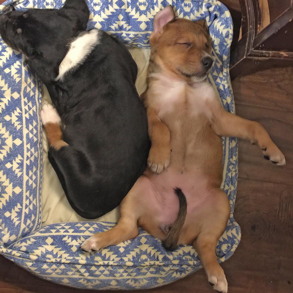 Layla — thumbnail 6