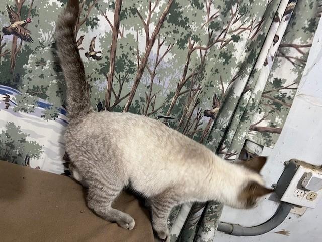 Enlarge Cottoney, an adoptable mixed breed in Wytheville, VA image 3/4