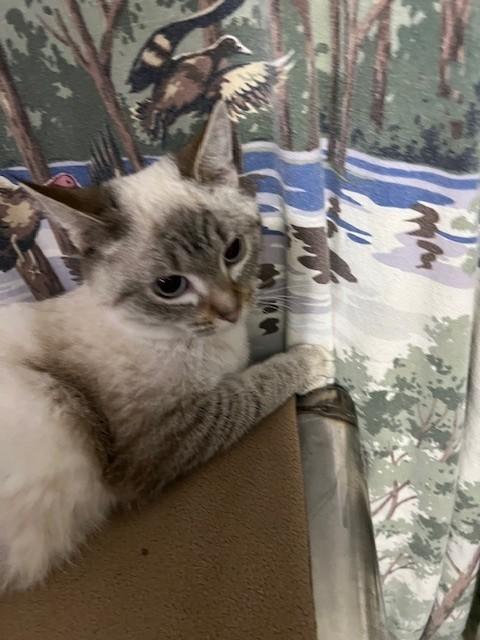 Enlarge Cottoney, an adoptable mixed breed in Wytheville, VA image 1/4