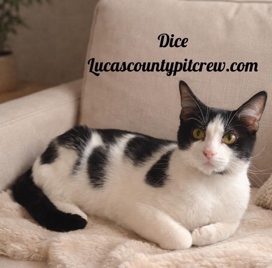 Dice, Adoptable, Kitten Male American Shorthair & Domestic Short Hair.