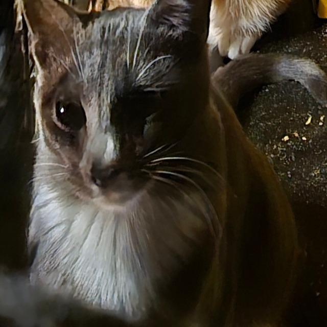 Enlarge Val, a Adoptable Domestic Short Hair in Grantsville, UT image 1/3