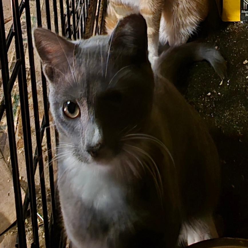 Enlarge Val, a Adoptable Domestic Short Hair in Grantsville, UT image 2/3