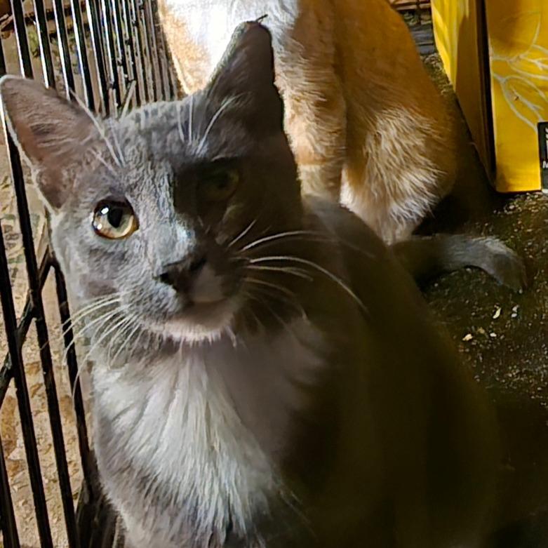 Enlarge Val, a Adoptable Domestic Short Hair in Grantsville, UT image 3/3