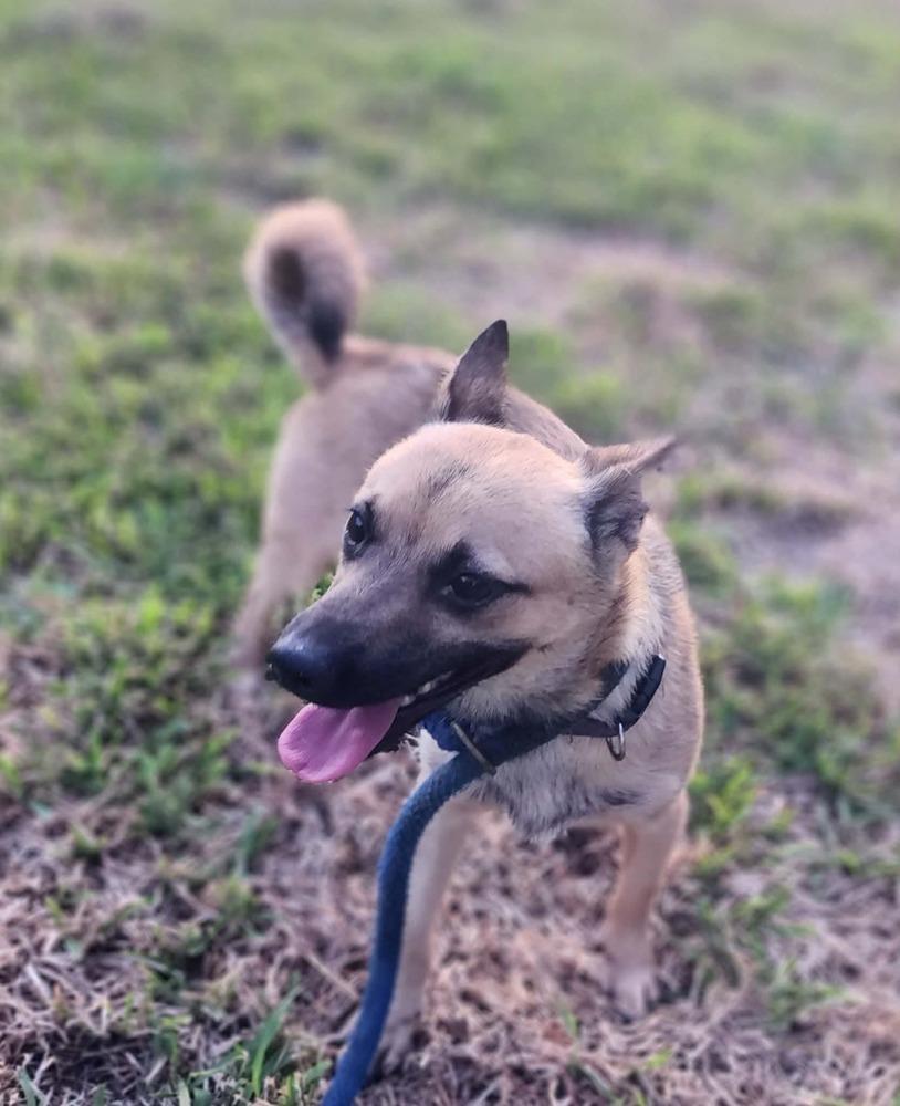 Paco (KB) π¨π¦, Adoptable, Adult Male Chihuahua & Terrier.