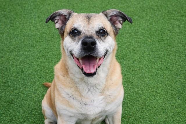 Enlarge NICK, a Adoptable mixed breed in Fort Lauderdale, FL image 1/1