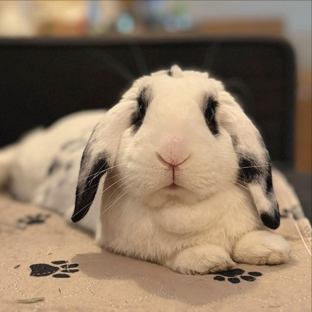 Enlarge Westley, a Adoptable Mini Lop in Baltimore, MD image 1/5