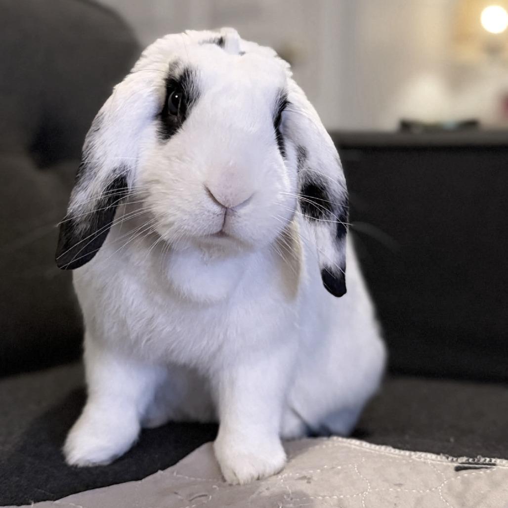 Enlarge Westley, a Adoptable Mini Lop in Baltimore, MD image 2/5
