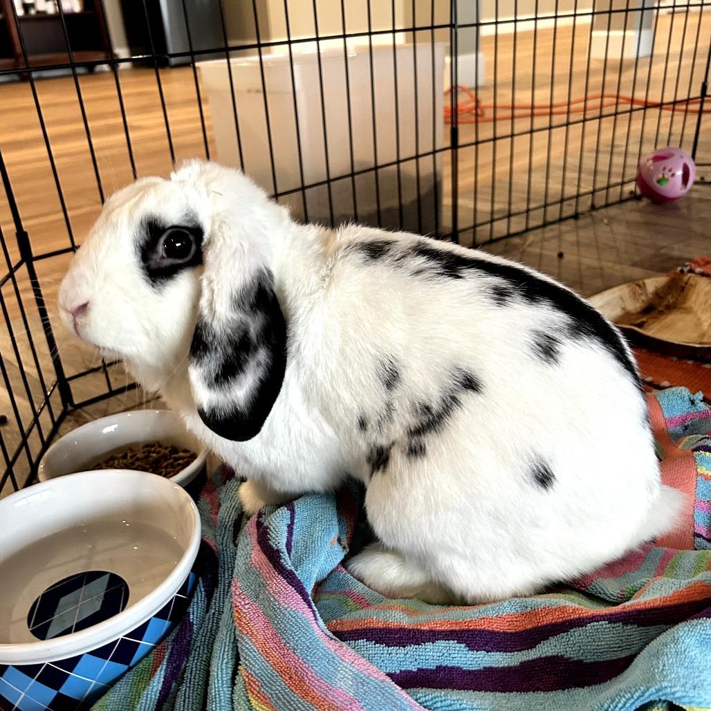 Westley, Adoptable, Adult Male Mini Lop.