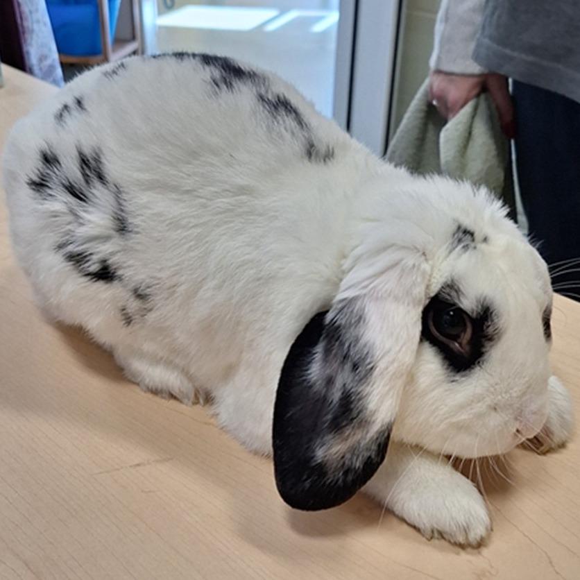 Enlarge Westley, a Adoptable Mini Lop in Baltimore, MD image 2/3