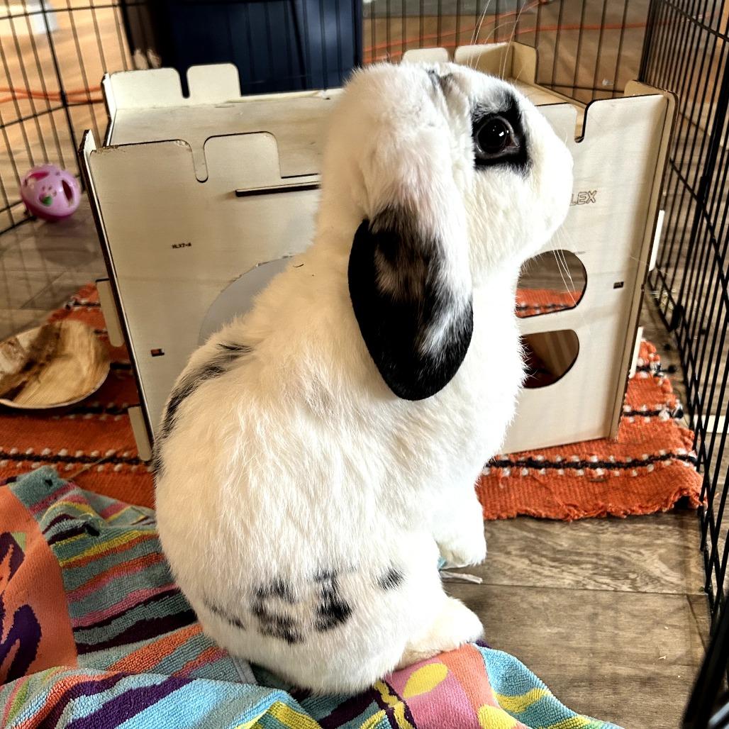 Enlarge Westley, a Adoptable Mini Lop in Baltimore, MD image 3/3