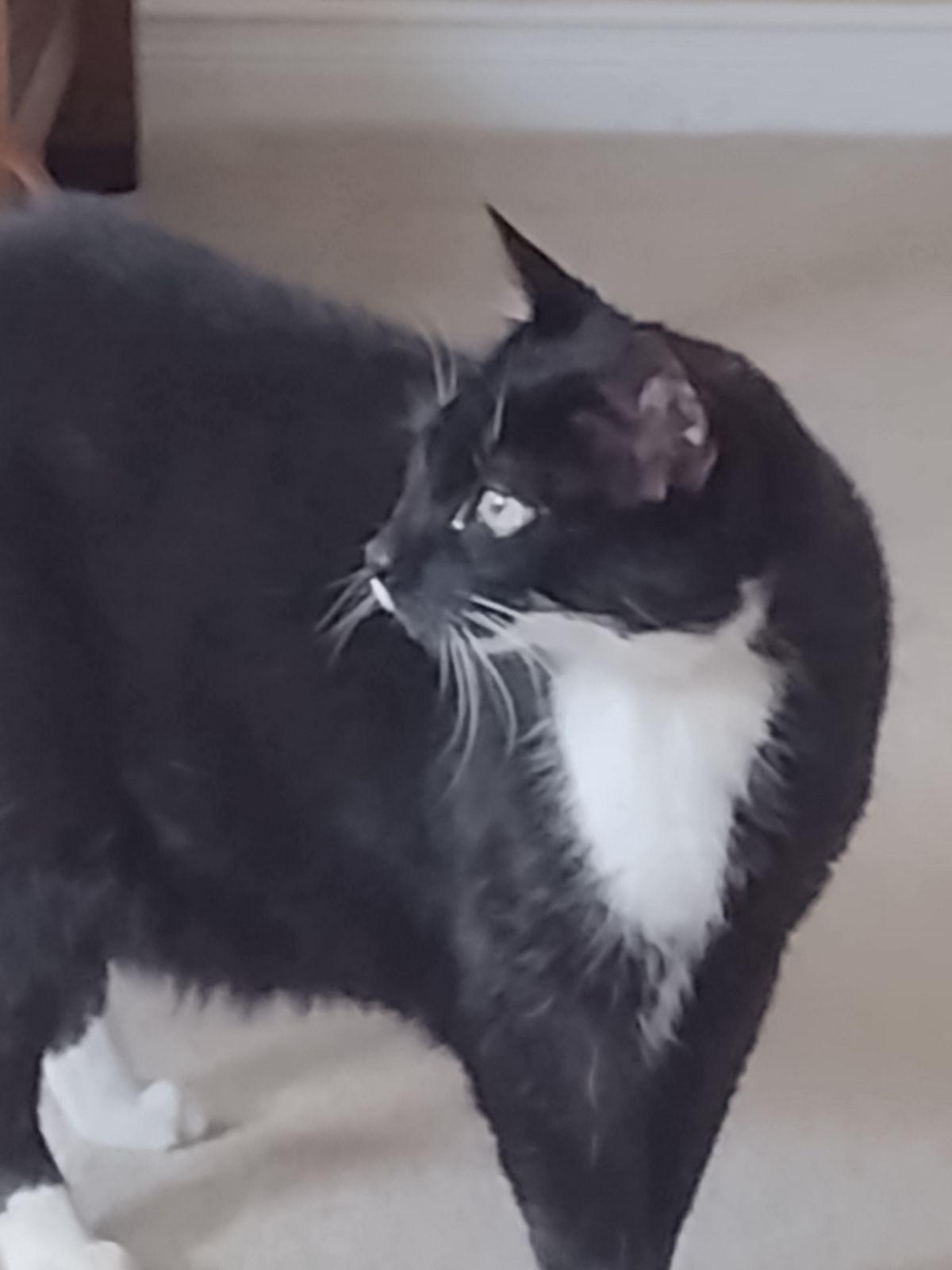Paco, a ADOPTABLE Domestic Short Hair in Waterdown, ON image 3/3