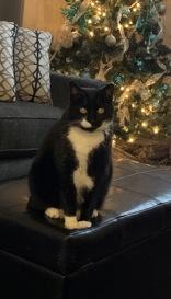 Enlarge Paco, a ADOPTABLE Domestic Short Hair in Waterdown, ON image 1/1