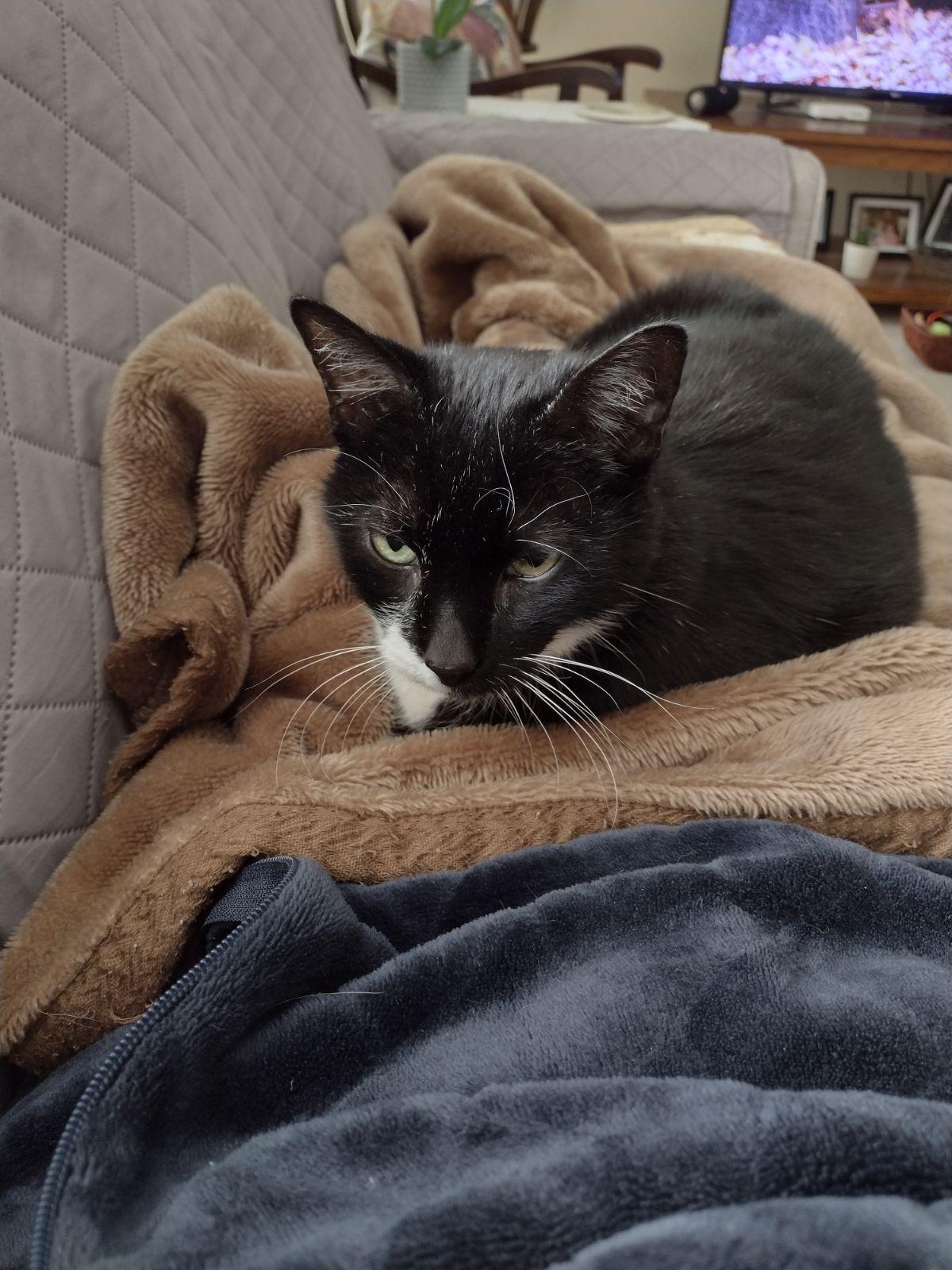 Paco, a ADOPTABLE Domestic Short Hair in Waterdown, ON image 2/3