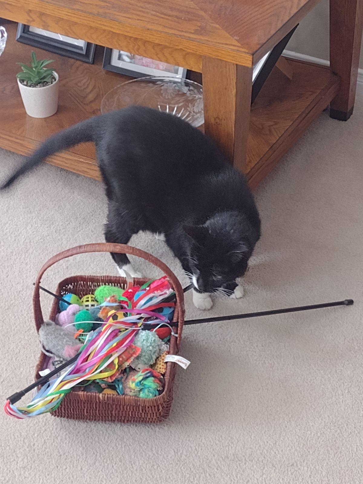 Paco, ADOPTABLE, Senior Male Domestic Short Hair.