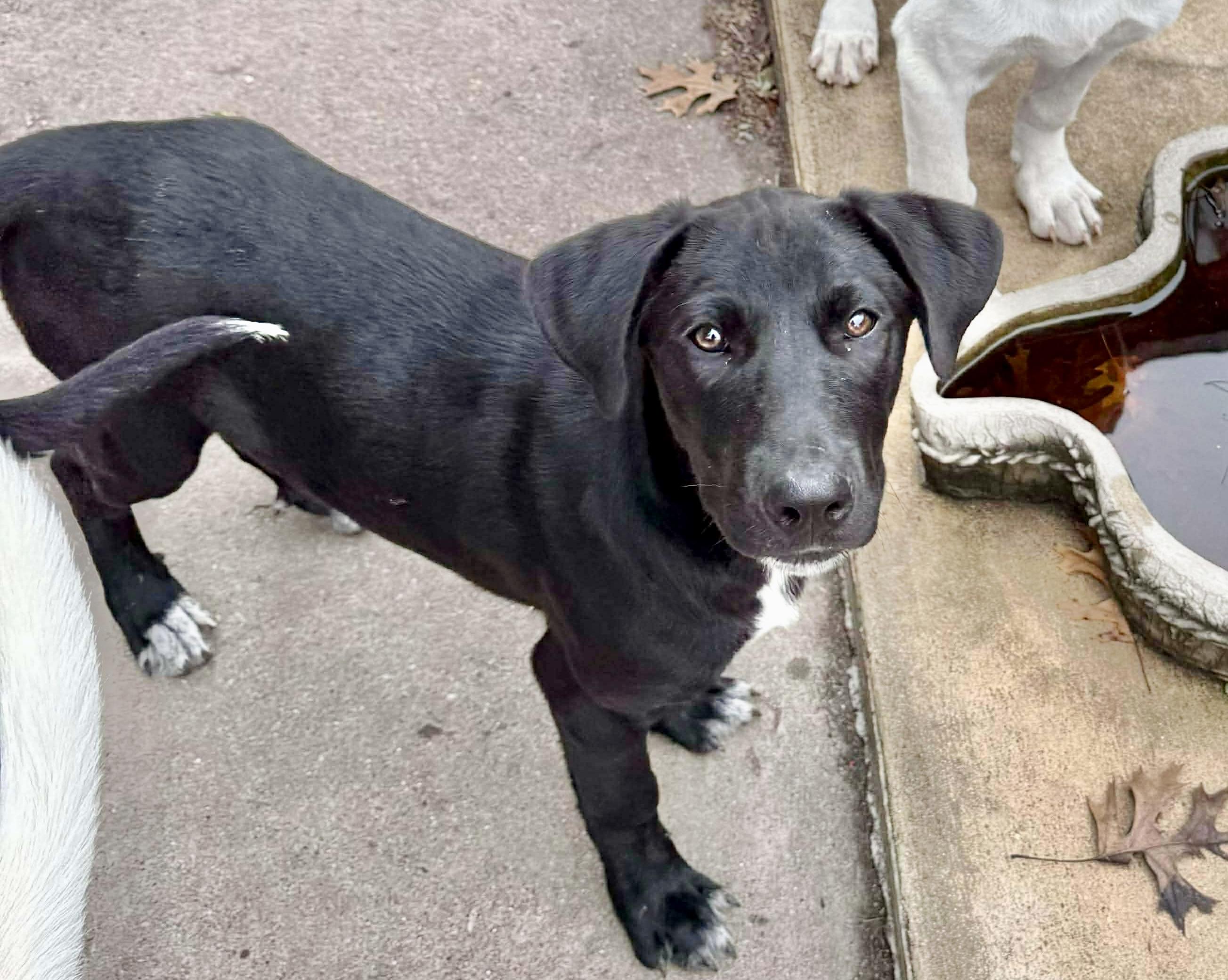 Whimsy, a Adoptable Labrador Retriever in Portland, OR image 1/6