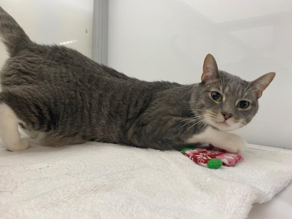 Phantom, Adoptable, Adult Male Domestic Short Hair.