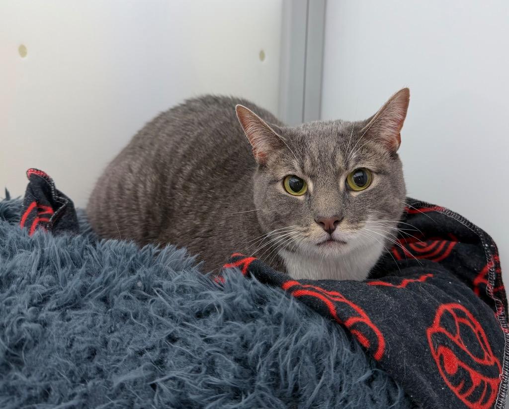 Enlarge Phantom, a Adoptable mixed breed in Raleigh, NC image 2/5