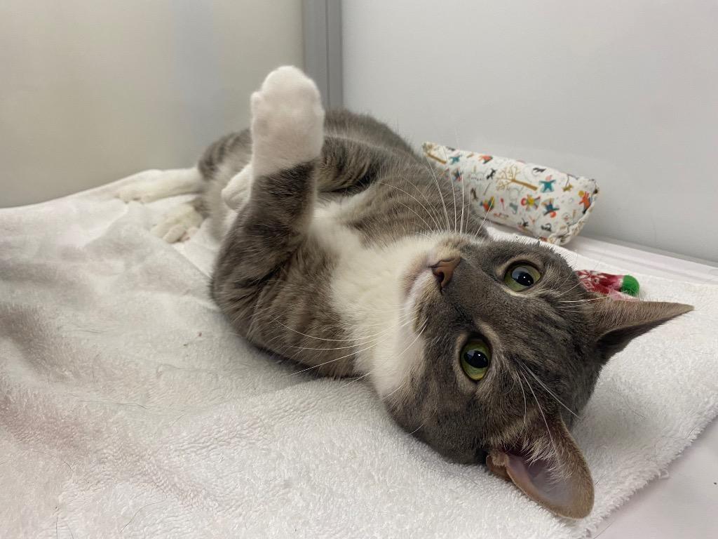 Enlarge Phantom, a Adoptable mixed breed in Raleigh, NC image 3/5