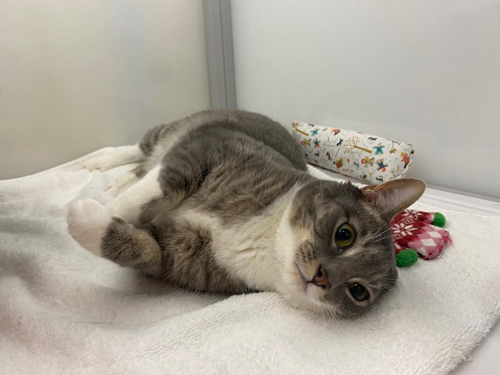 Enlarge Phantom, a Adoptable mixed breed in Raleigh, NC image 4/5