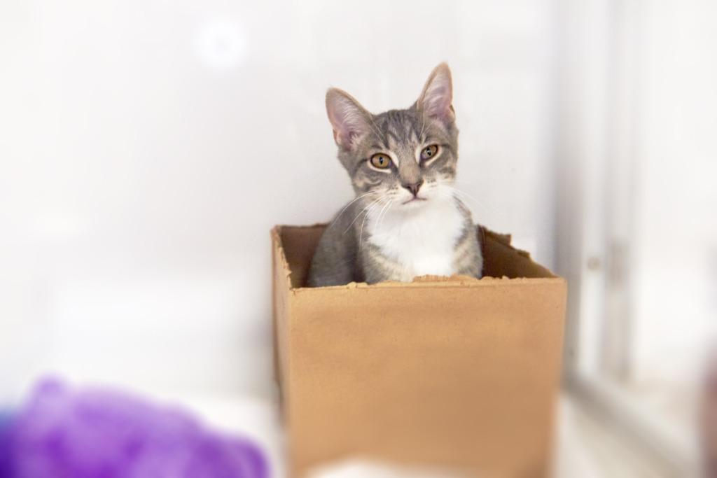 Enlarge Phantom, a Adoptable mixed breed in Raleigh, NC image 5/5