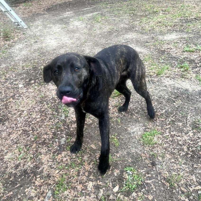 Luke 0610, a Adoptable Mixed Breed in Columbus, GA image 2/3