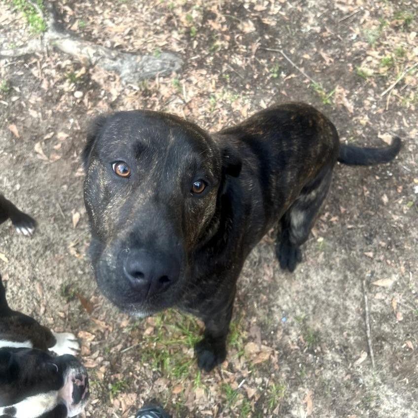 Luke 0610, a Adoptable Mixed Breed in Columbus, GA image 3/3