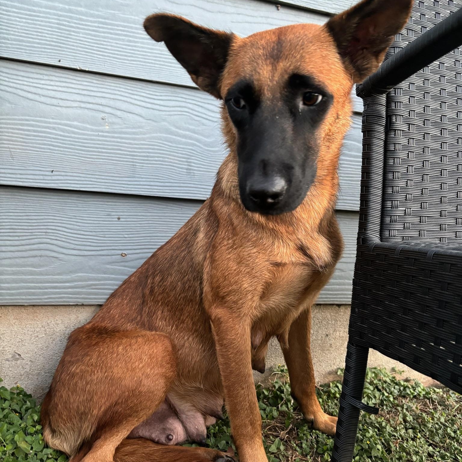 Juno, Adult Female Belgian Shepherd / Malinois