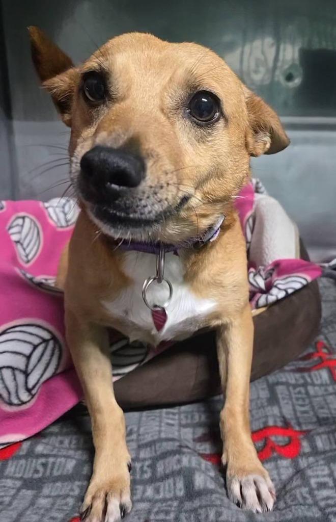 Zeus, Adopted, Adult Male Chihuahua & Mixed Breed.