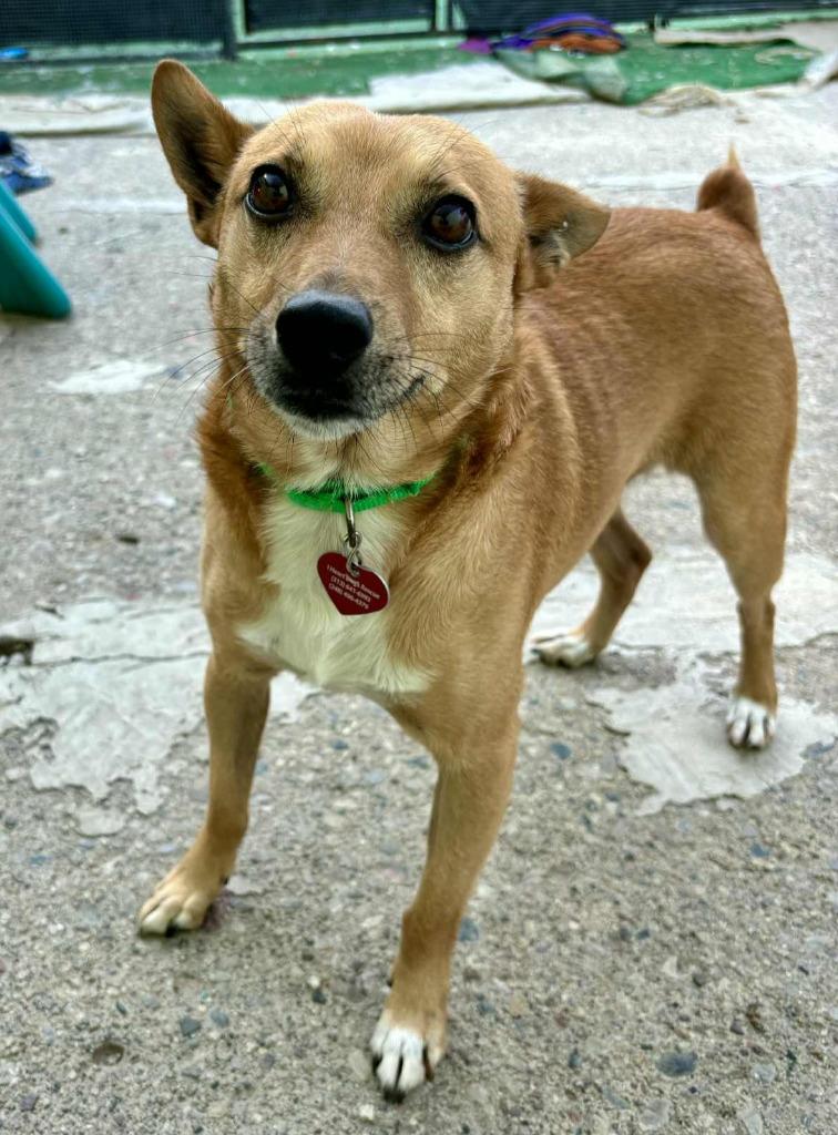 Enlarge Zeus, a Adopted mixed breed in Warren, MI image 2/3