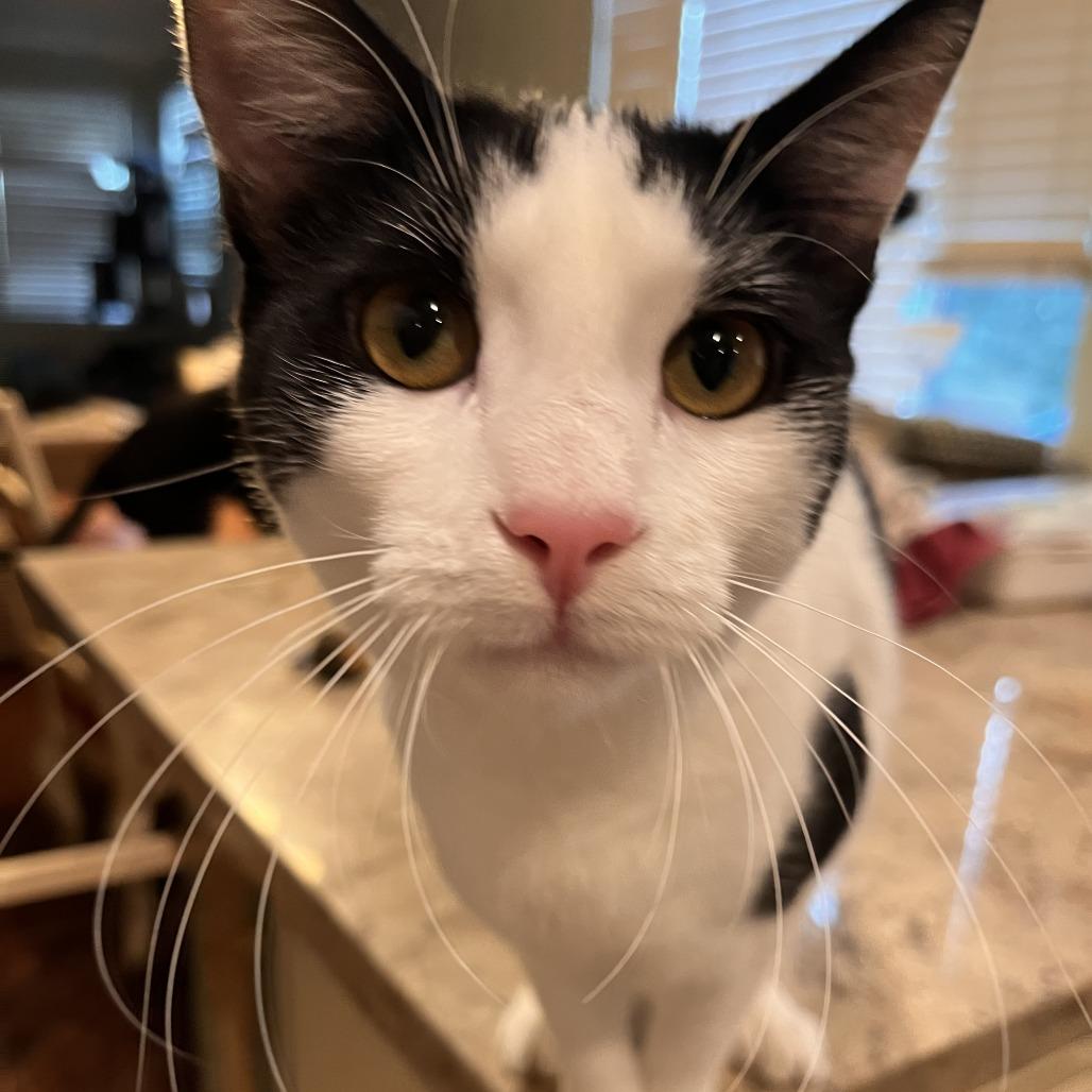 Mochii, a Adoptable Domestic Short Hair in Temecula, CA image 2/4