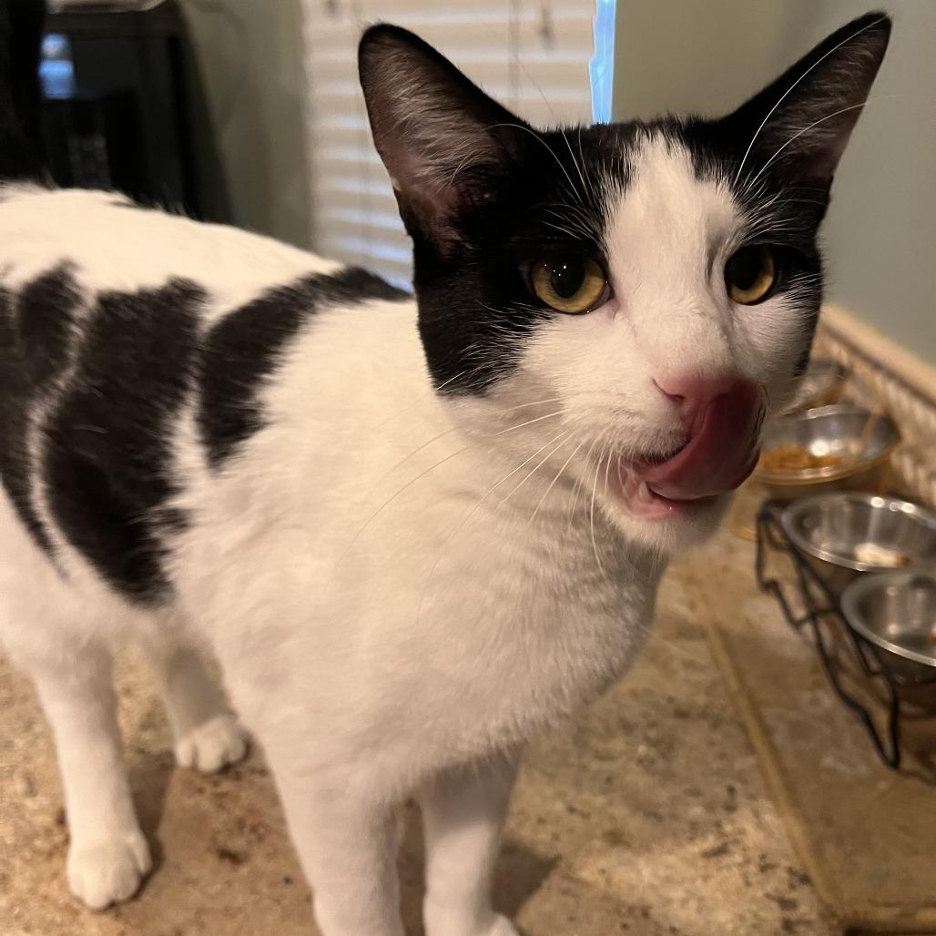 Mochii, a Adoptable Domestic Short Hair in Temecula, CA image 3/4