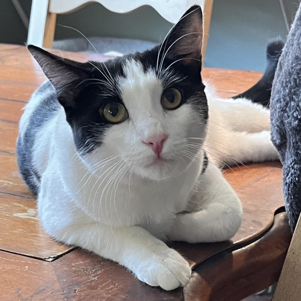 Mochii, a Adoptable Domestic Short Hair in Temecula, CA image 4/4