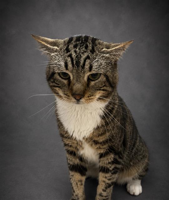 ZADE, Adoptable, Adult Male Domestic Short Hair.