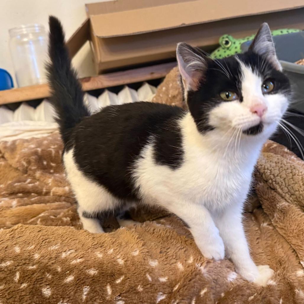 Anastasia, Adoptable, Kitten Female Domestic Short Hair.