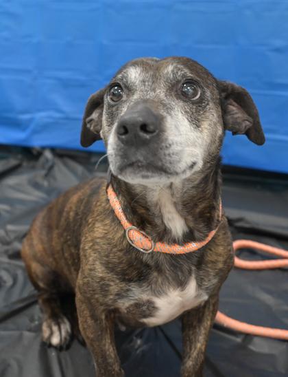 Enlarge Hoggy 821-26, a Adoptable mixed breed in Cumming, GA image 1/2