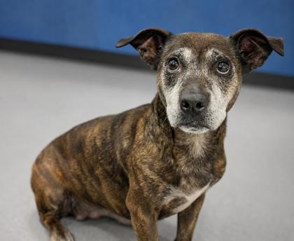 Enlarge Hoggy 821-26, a Adoptable mixed breed in Cumming, GA image 2/2