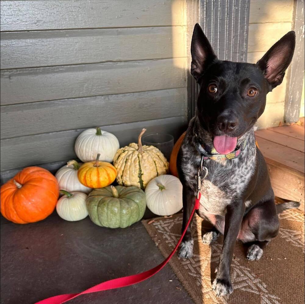 Enlarge Dolly, a Adoptable Australian Cattle Dog / Blue Heeler in Mansfield, OH image 1/3