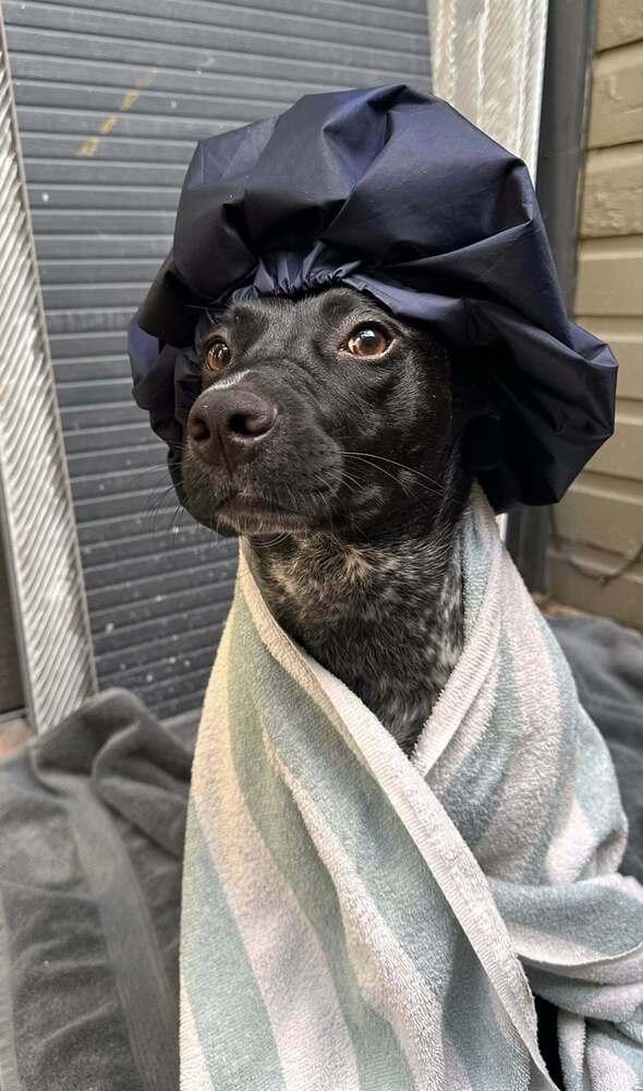 Enlarge Dolly, a Adoptable Australian Cattle Dog / Blue Heeler in Mansfield, OH image 2/3