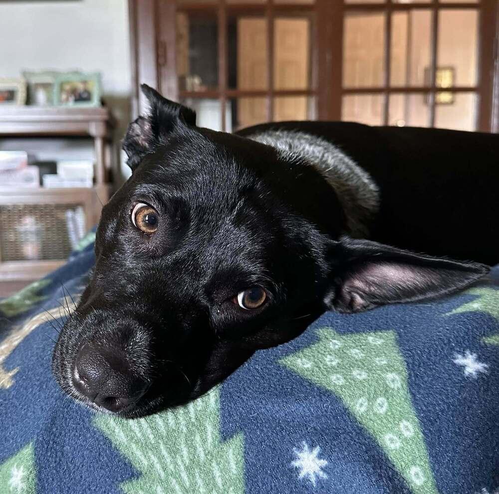 Enlarge Dolly, a Adoptable Australian Cattle Dog / Blue Heeler in Mansfield, OH image 3/3