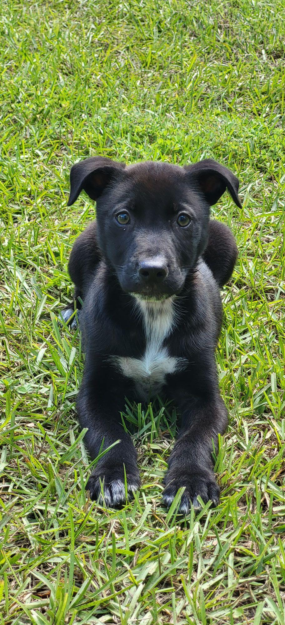 Enlarge Steve, a ADOPTABLE Mixed Breed in Marion, MS image 1/1