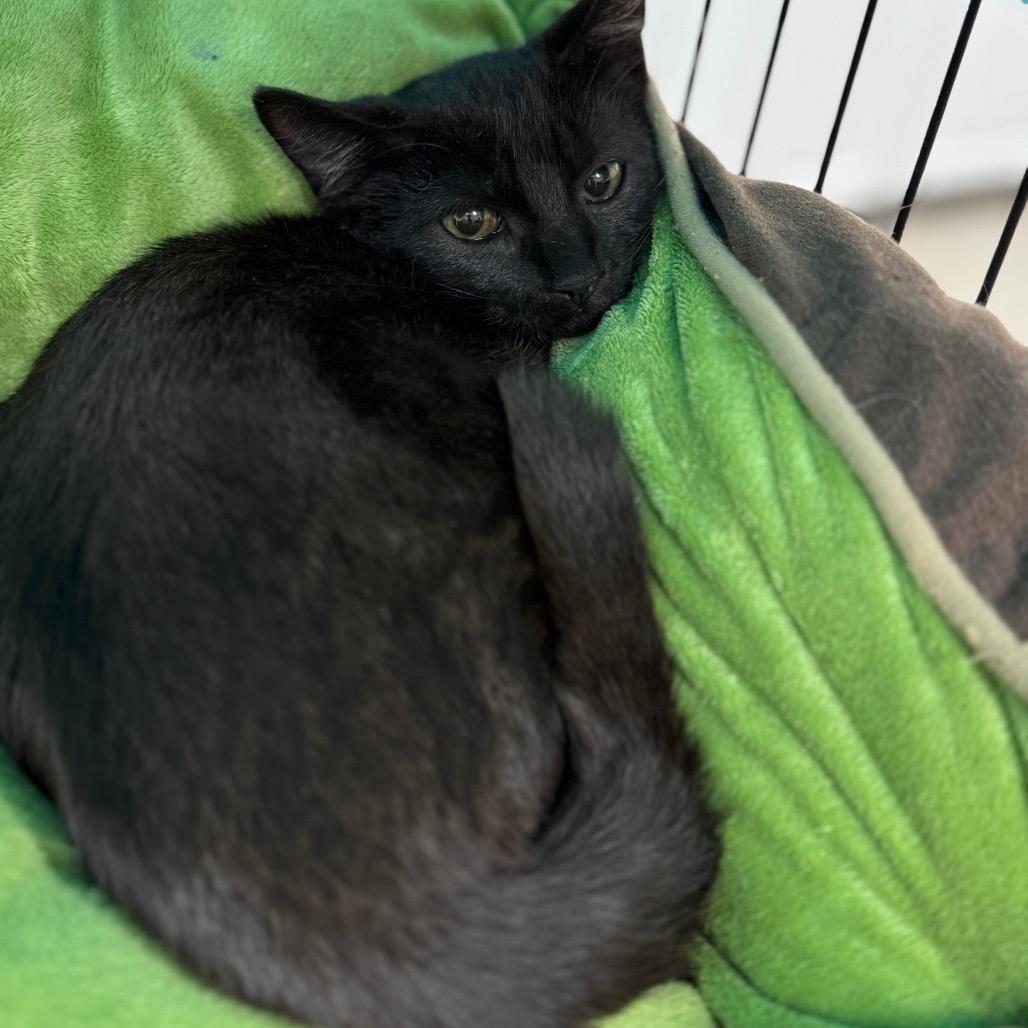 Enlarge Blackie, a Adoptable Domestic Short Hair in Redwood Falls, MN image 1/2