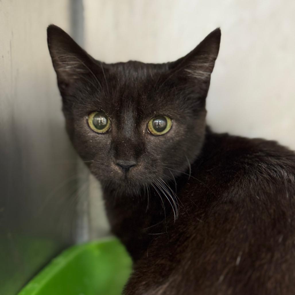 Enlarge Blackie, a Adoptable Domestic Short Hair in Redwood Falls, MN image 2/2