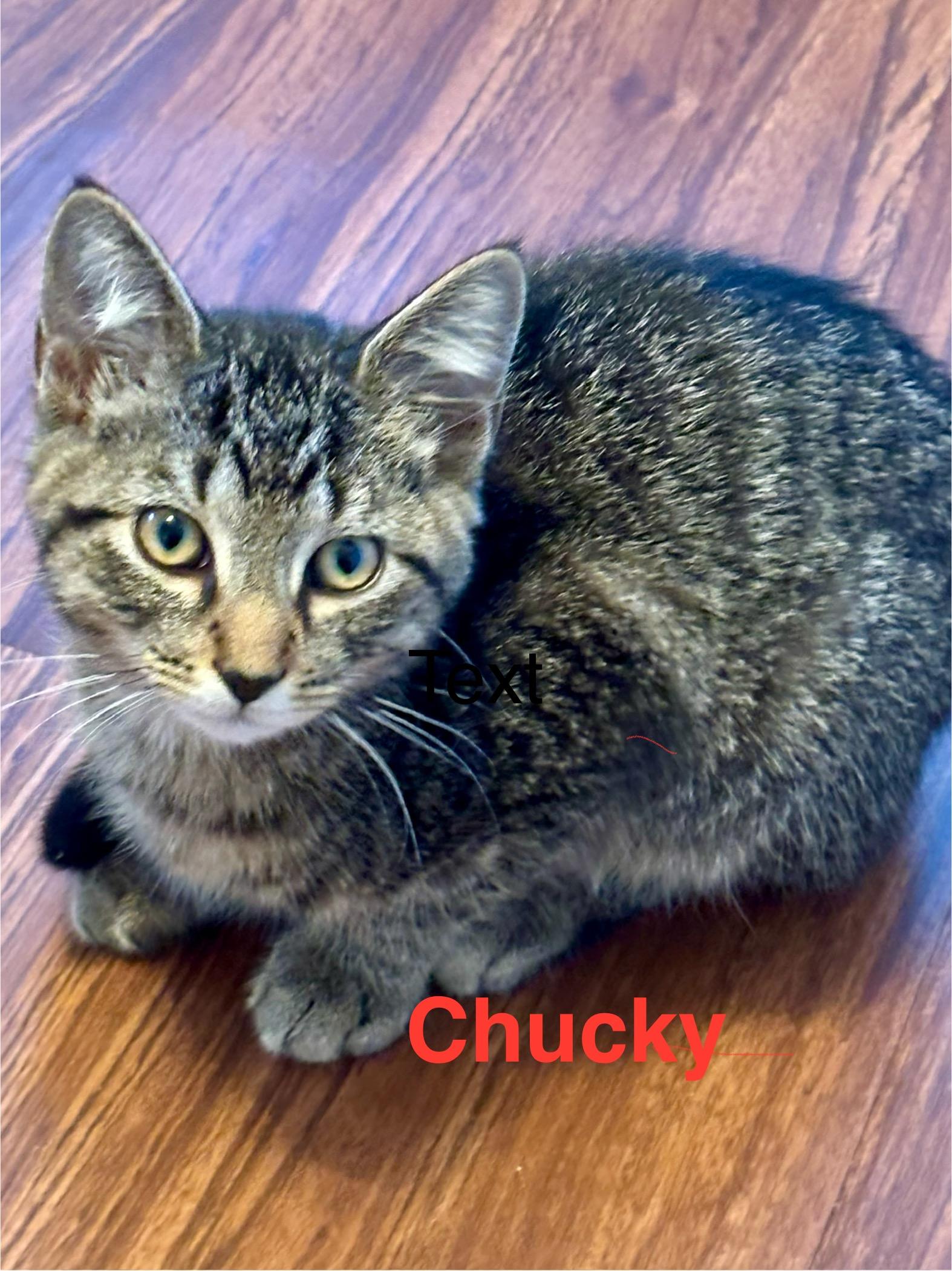 Chucky, adopted, Young Male Domestic Short Hair.