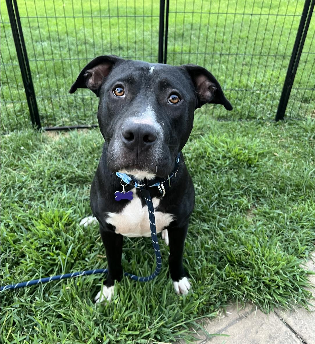 Dutton, Adoptable, Adult Male Labrador Retriever & Terrier.