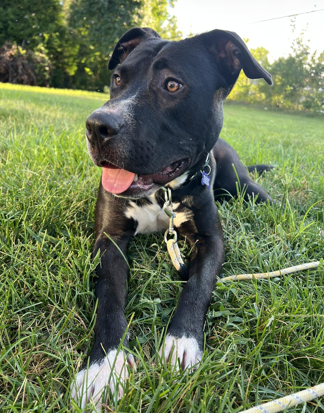 Enlarge Dutton, a Adoptable mixed breed in St. Louis, MO image 2/3