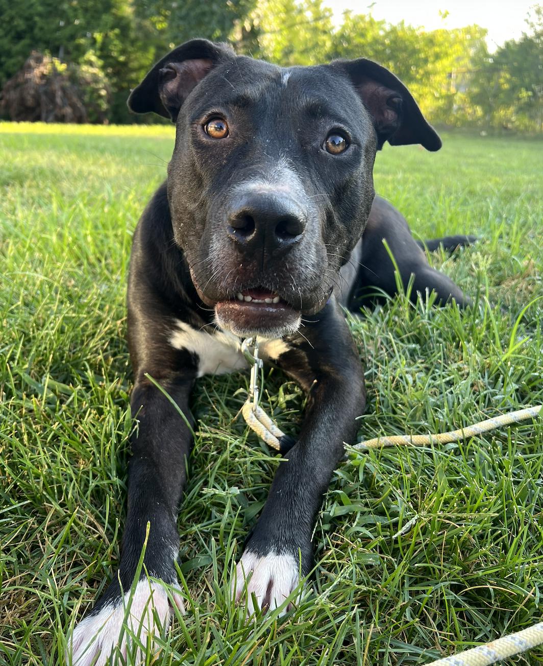 Enlarge Dutton, a Adoptable mixed breed in St. Louis, MO image 3/3