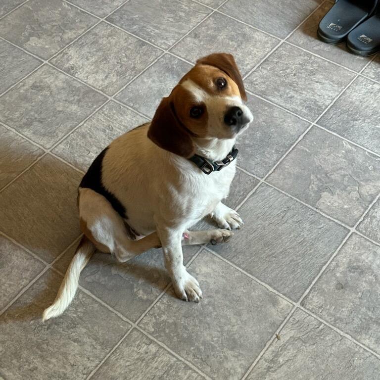 Otis, Adoptable, Adult Male Beagle.