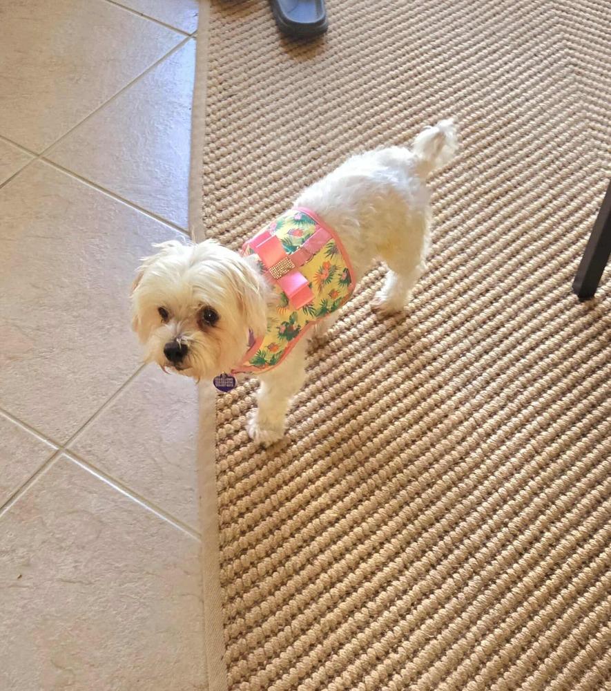Oceana, a Adopted Maltese in Hollywood, FL image 1/4
