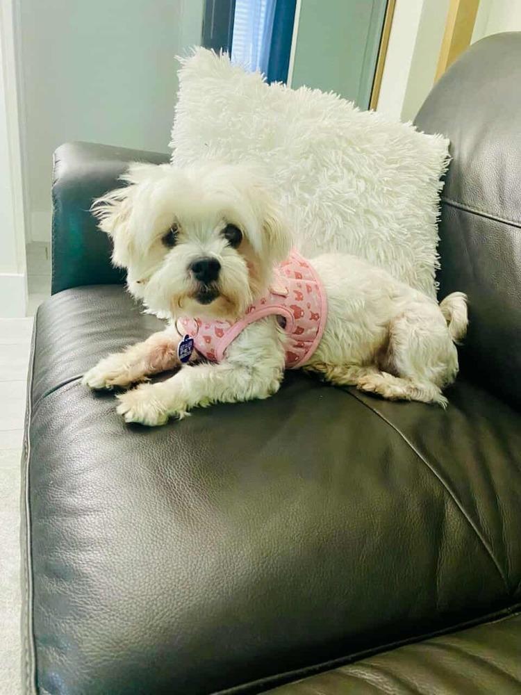 Oceana, Adopted, Adult Female Maltese.